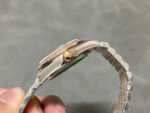 DATEJUST 31MM PINK GOLD STEEL AUBERGINE DIAL - Image 3